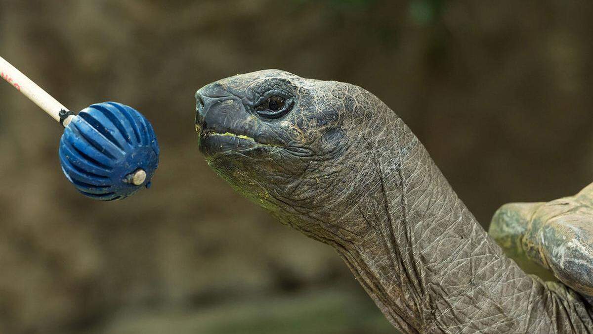 Riesenschildkröte Schurli ist blitzgescheit