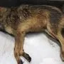 Wolf oder Schakal? Das Tier wird untersucht