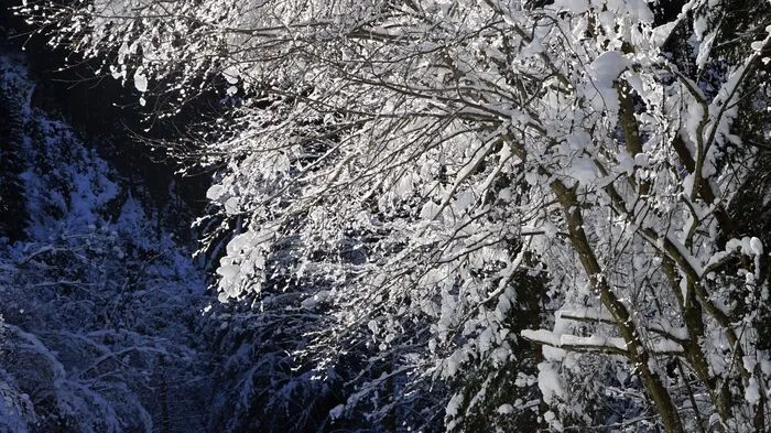 Bilder von Christa Spiegel, die bei Winterspaziergängen in Bretstein entstanden sind.