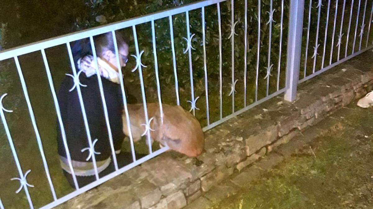 Eine Passantin entdeckte das im Gartenzaun feststeckende Reh 