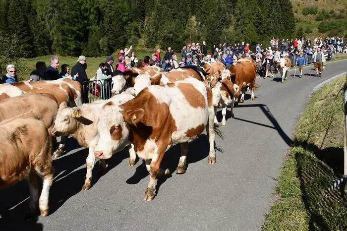 Die vielen Tiere von den vier Almen im Lachtal machten dem diesjährigen Almsommer ein Ende.