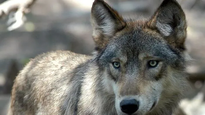 150 Mal überprüft: 149 Mal hieß es "Nein: kein Wolf!"