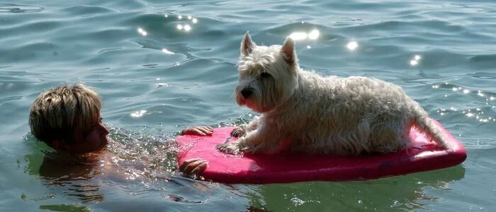Pula will neue Angebote für Urlauber schaffen, die mit ihren Hunden verreisen