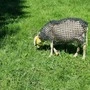 Ein erster Test sorgte für Anzeigen von Tierschützern