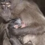 Das Dschelada-Baby mit seiner Mutter