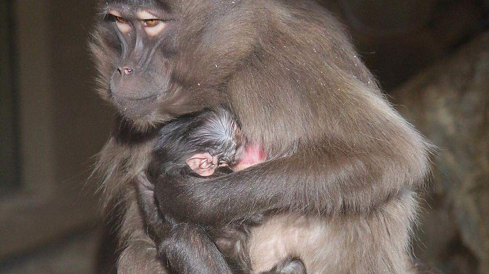 Das Dschelada-Baby mit seiner Mutter