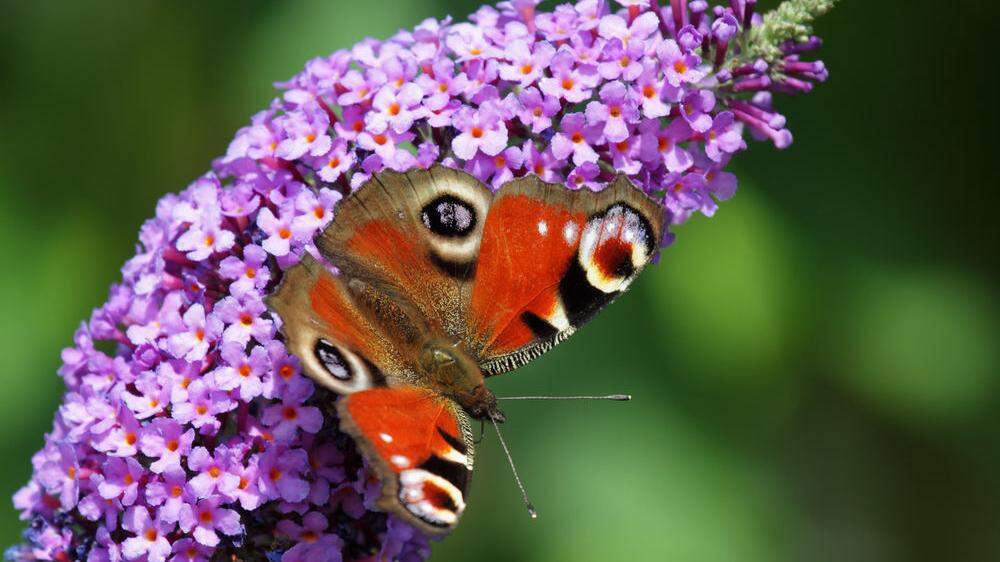 Die Zahl der Insekten sinkt rasant. Die Hälfte der heimischen Schmetterlinge sind gefährdet.