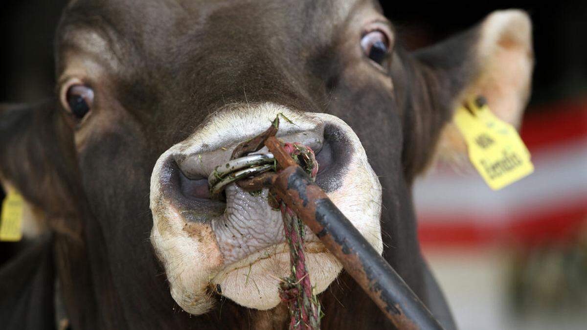 Es brauchte lange, bis der Stier eingefangen wurde (Sujetfoto)