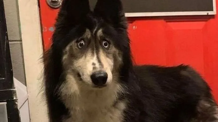 "Jubilee" wurde von tierlieber Familie "adoptiert