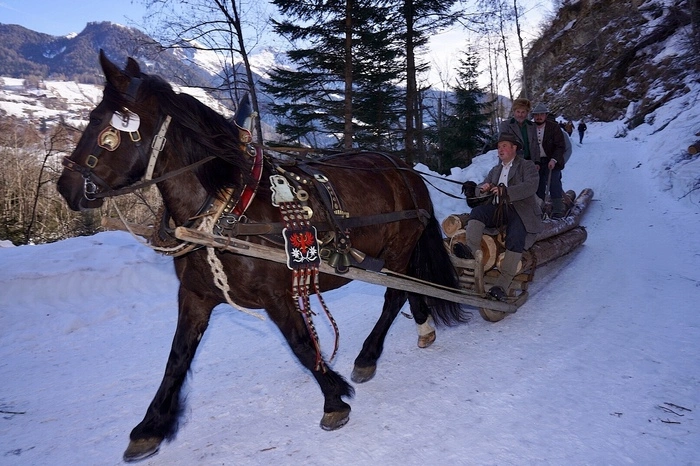 Zügig in die Kurve - Noriker sind besonders gut geeignet, Holztransporte durchzuführen.