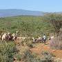 Das Grün täuscht: Die Tiere, der einzige Besitz der Hirtenvölker im Norden von Kenia, finden kaum mehr etwas zu fressen