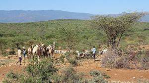 Das Grün täuscht: Die Tiere, der einzige Besitz der Hirtenvölker im Norden von Kenia, finden kaum mehr etwas zu fressen