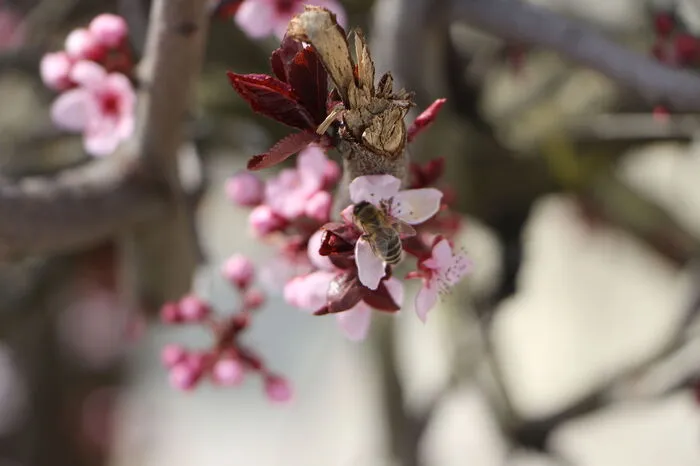 Trotz der Corona-Krise lassen sich die Frühlingsboten nicht aufhalten und auch die Bienen arbeiten bereits fleißig.