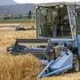 Die Getreideernte begann im Juli und ist zufriedenstellend