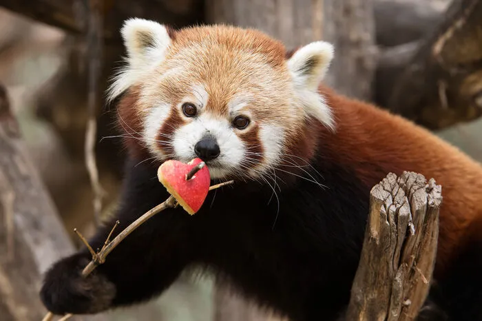 Für das Panda-Pärchen wurden Äpfel in Herzform ausgestochen.