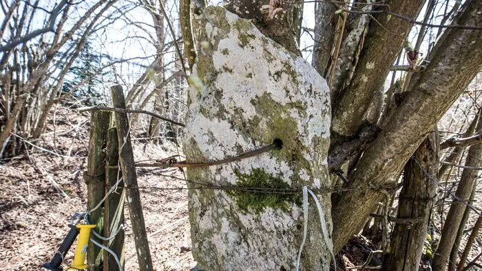 In Liemberg (Gemeinde Liebenfels) wird ein Gatterstein noch zur Zaunbefestigung verwendet.