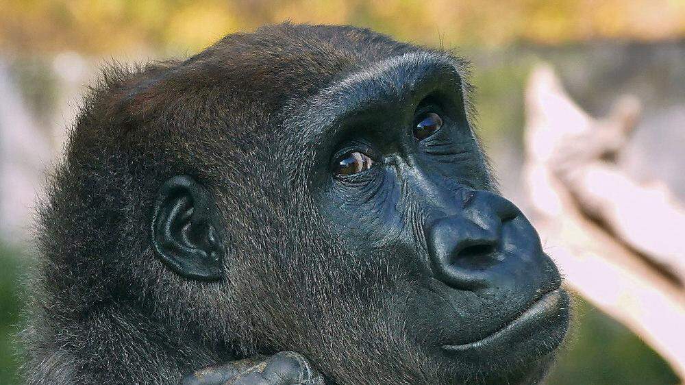 Diesem Gorilla im Zoo Schmiding geht es gut - Bua Noi hingegen muss in Isolationshaft leben
