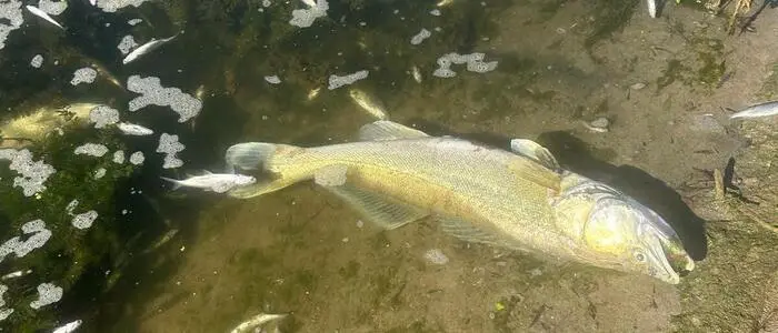 Fischsterben in der Save