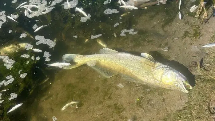Fischsterben in der Save