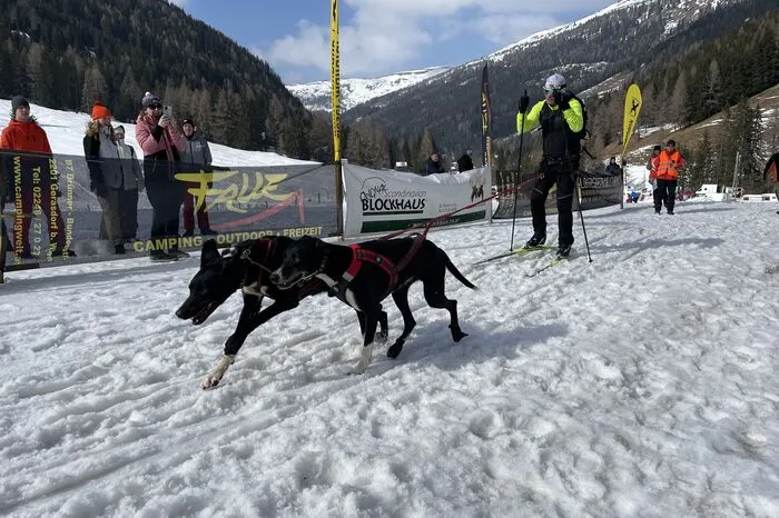 Einer der Bewerbe während des dreitägigen Schlittenhunderennens ist das Langlauf-Jöring, wo ein oder zwei Hunde ihren Musher ziehen.