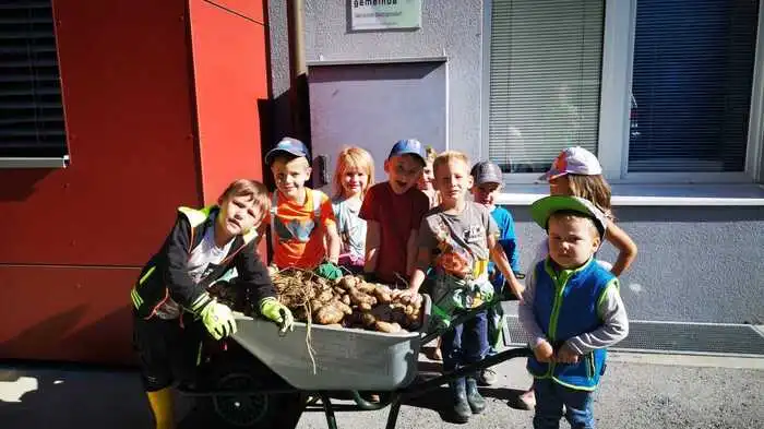 Über eine reiche Erdäpfelernte freuten sich heuer die Kindergarten in Baldramsdorf.