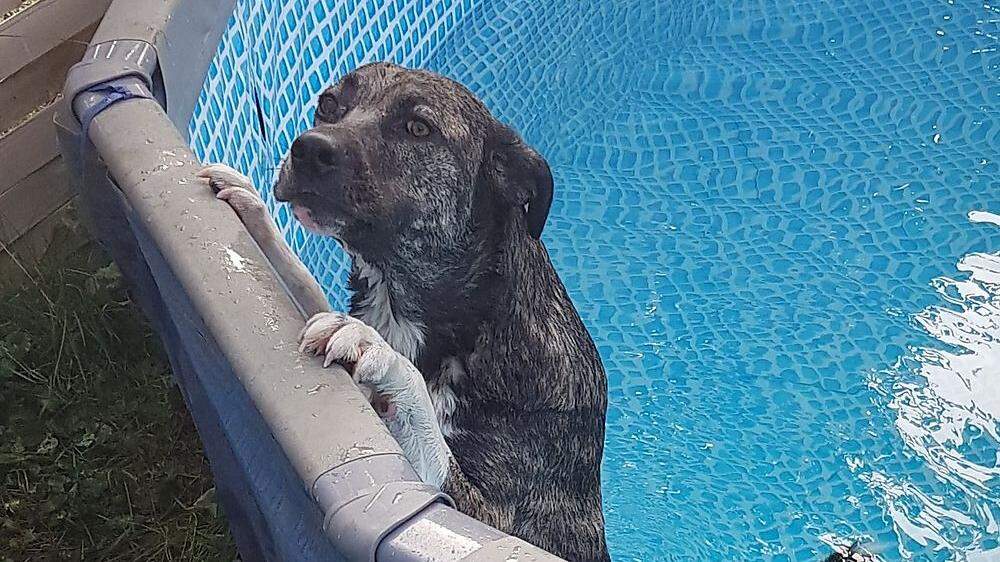 Der Hund im Pool war bereits &quot;stark unterkühlt&quot;, als ihn die Polizisten retten konnten
