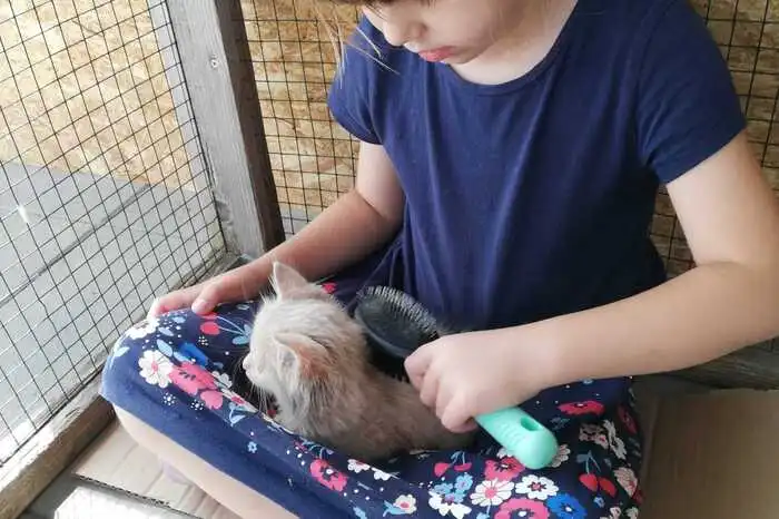 Ein Polizist aus Gleisdorf hat das Babykätzchen adoptiert - bestimmt haben es die beiden Kinder des Polizisten schon fest ins Herz geschlossen.
