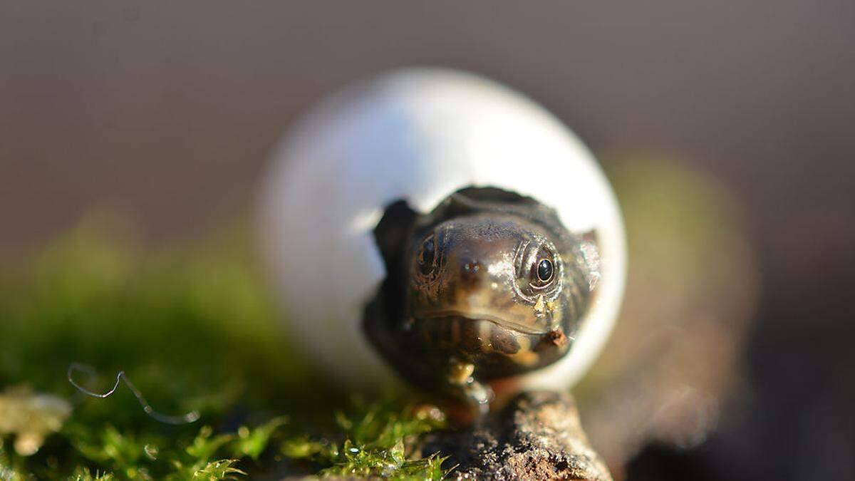 Drei Exemplare der kleinsten Schildkrötenart der Welt – der Vallarta-Schlammschildkröte – erblickten im Februar am &quot;Turtle Island&quot;-Standort in Deutschlandsberg das Licht der Welt