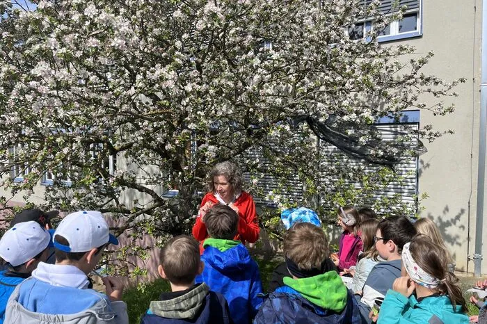 Die Aufgabe: zwei Äste mit Apfelblüten per Hand zu bestäuben.