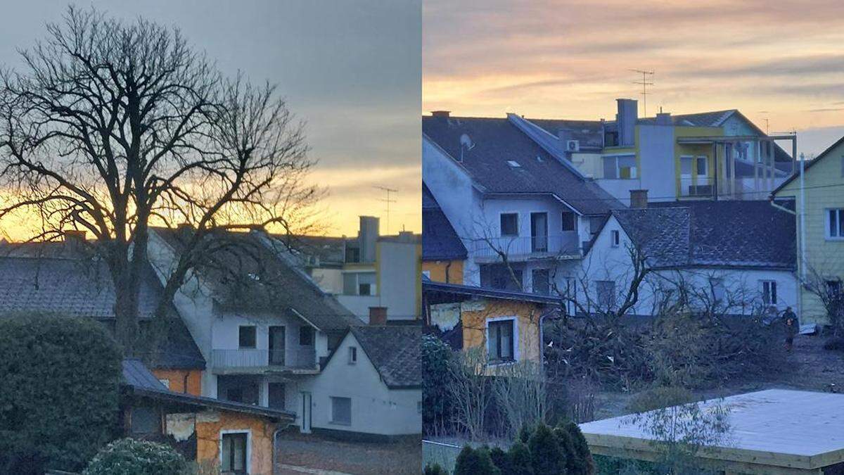 Ein etwa 120 Jahre alter Kastanienbaum in der Grazergasse steht nicht mehr