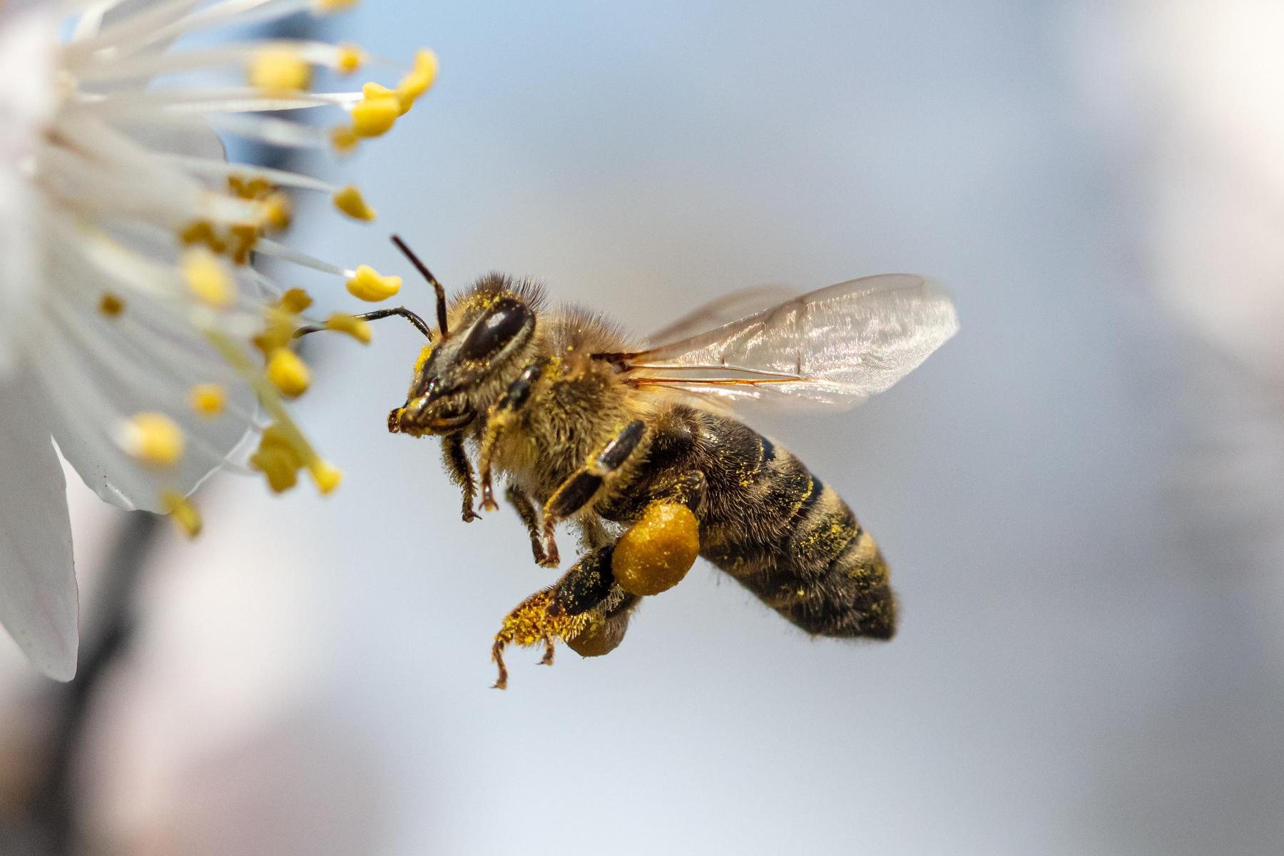 In der Steiermark sucht „Bauer mit Hektar eine Biene mit Nektar“