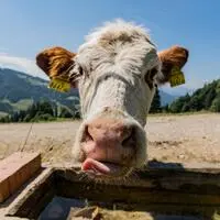 Die anhaltende Trockenheit setzt den Almen in Oberkärnten zu: Vielerorts werden Wasser und Futter für die Rinder zunehmend knapp