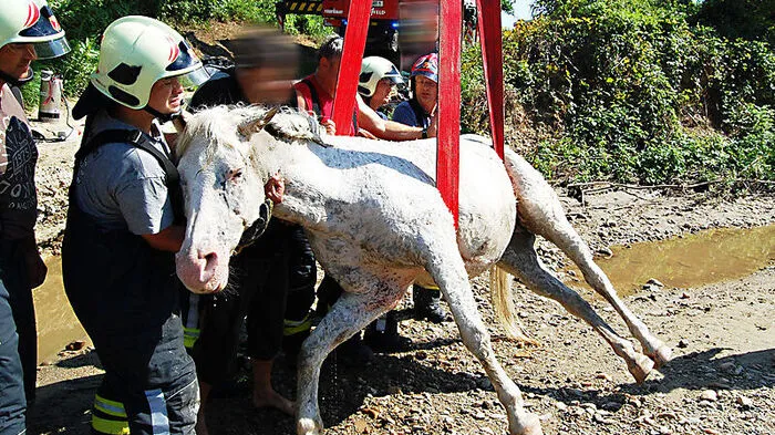 Das Pferd wurde mit dem Kran wieder auf die eigenen Beine gestellt.