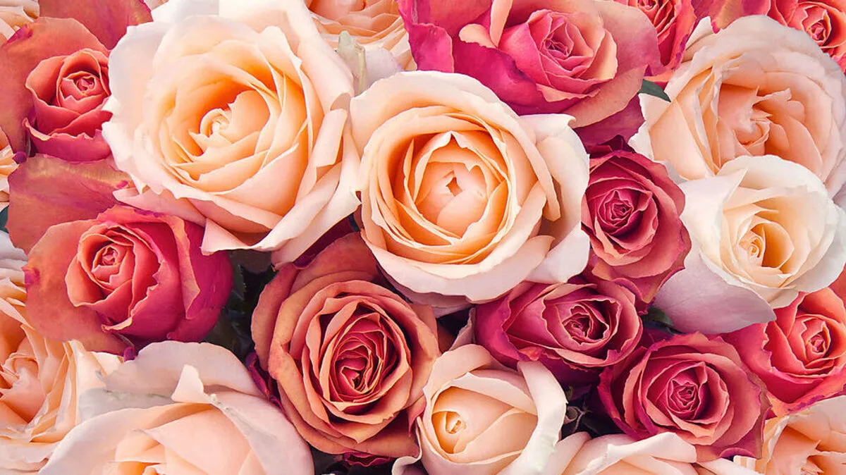 Die Rose gilt als Königin unter den Blumen