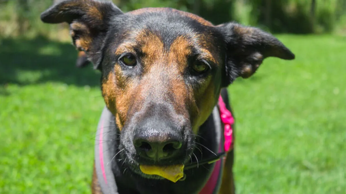 Drei Jahre wurde Roxy alt