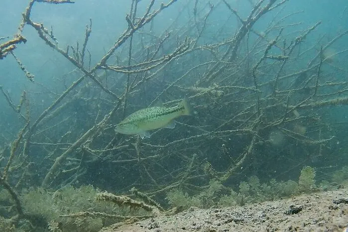 Neugieriger Fisch vor einer Biberburg