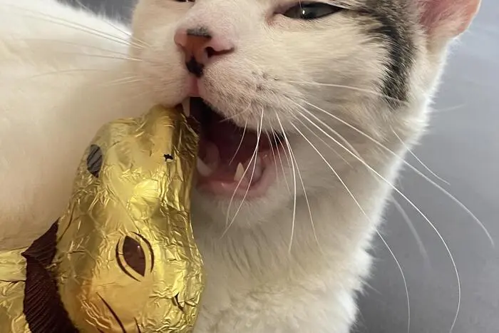 Kater Diego kann den Osterhasen in Etmißl kaum erwarten