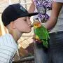 Ein Kind küsst einen kleinen Papagei