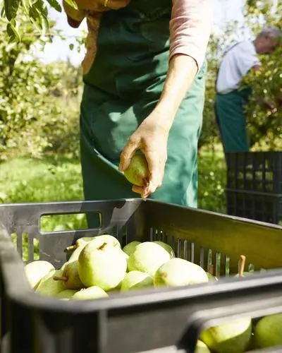 46 Prozent beträgt der Selbstversorgungsgrad bei Obst