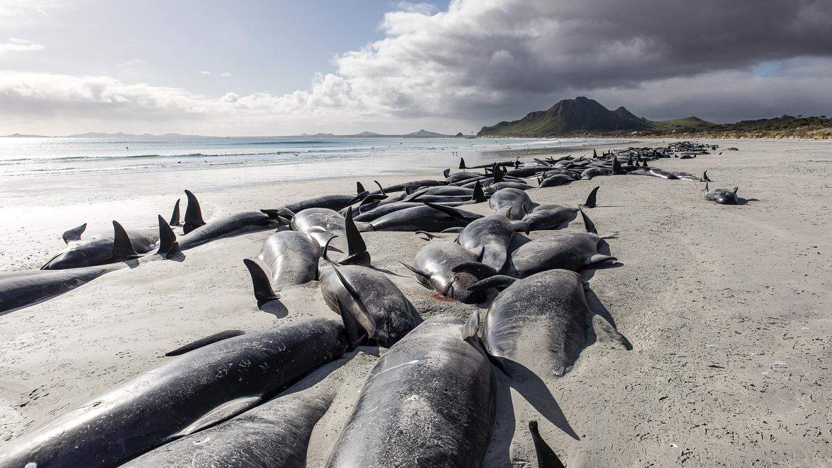 Rund 250 Grindwale sind an einem Strand der neuseeländischen Chatham-Insel im Südpazifik verendet.
