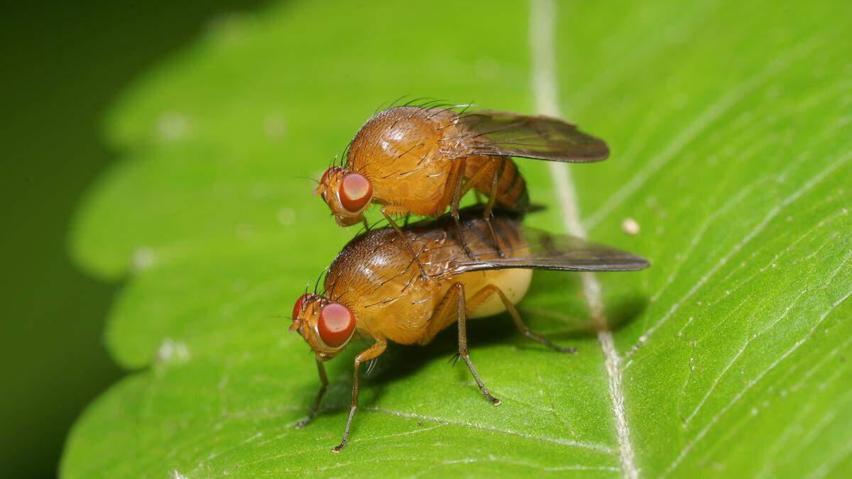 In der Nähe könnte sich ein Raubtier befinden und dem Männchen wäre es vermutlich egal, laut Studie