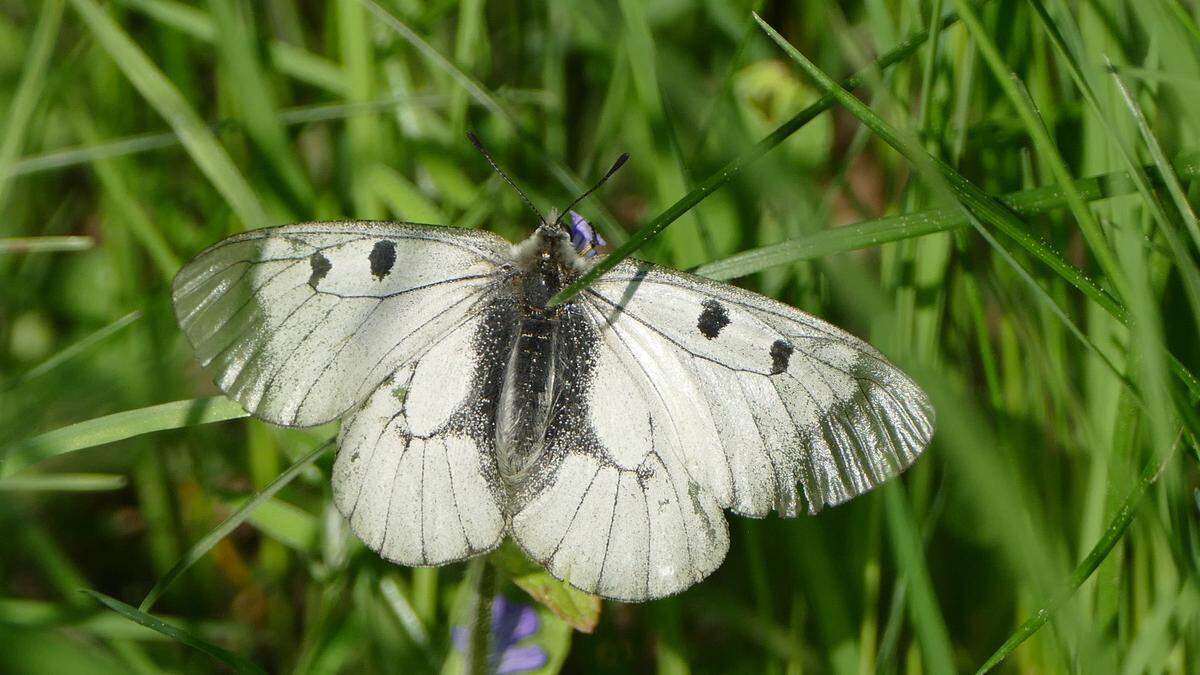 Heuer nur einmal gesichtet: Der Schmetterling &quot;Schwarzer Apollo&quot;