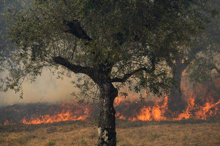 Waldbrand erreicht Olivenbäume in Zentral-Portugal