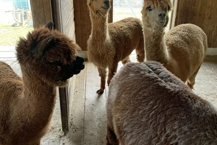 Am 1. Mai werden die Alpakas der Familie Rieser jährlich geschoren.