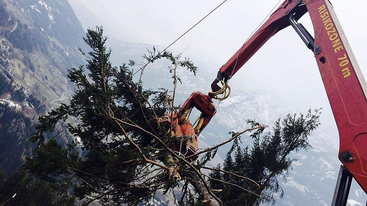 85 Prozent der nutzbaren Holzmenge wurden in Osttirol aus den Wäldern geholt 