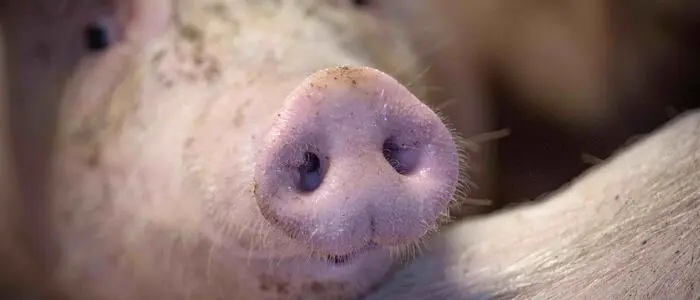 Der Rüssel eines Schweins | Mitarbeiter sollen auf die Schweine uriniert haben und sie mit Elektroschocks vorangetrieben haben