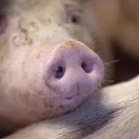 Mitarbeiter sollen auf die Schweine uriniert haben und sie mit Elektroschocks vorangetrieben haben