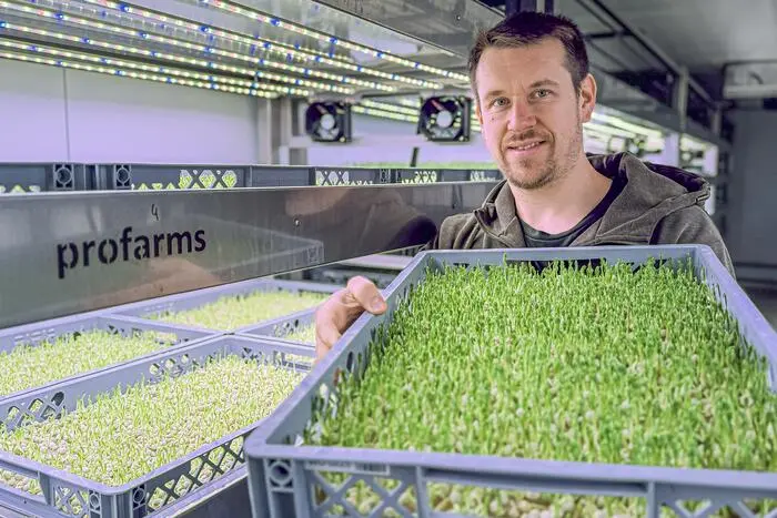 Microgreens sind junge Keimlinge von Gemüse- und Kräuterpflanzen, die man nach der Entwicklung der ersten Blätter erntet.