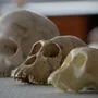 Darwins bekannte Evolutionstheorie wird aus dem Lehrplan gestrichen 