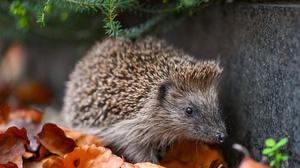 Der Igel steht jetzt auf der roten Liste der bedrohten Tierarten